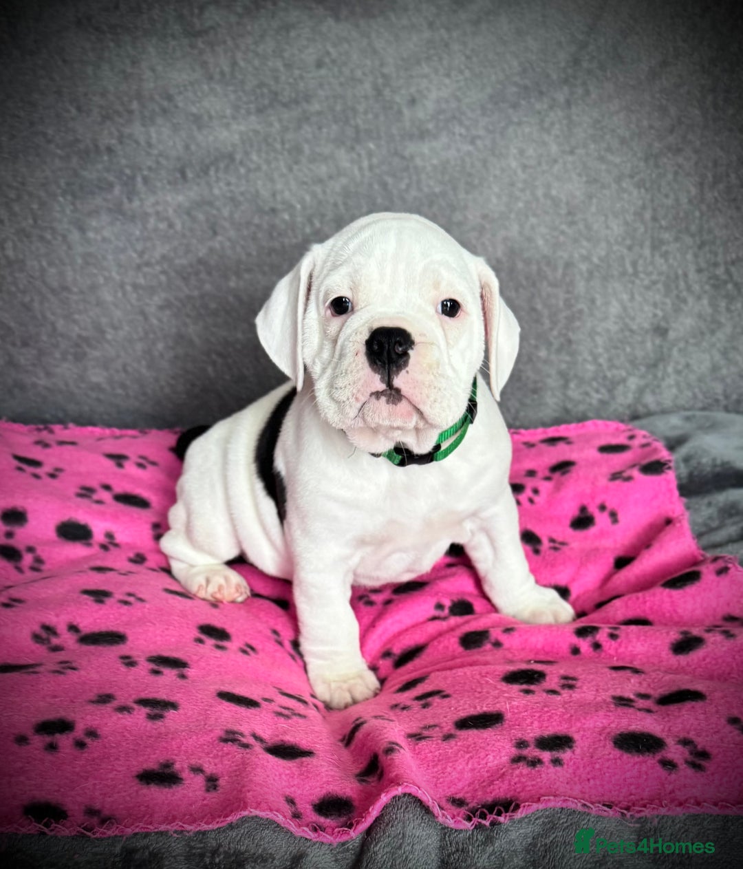 Old Tyme Bulldog dogs for sale: 🩷🩷Old Tyme Bulldog Puppies🩷🩷 - Image 6