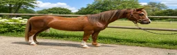 Welsh Section A horses for sale: Beautiful Registered Section A For Sale - Advert 1