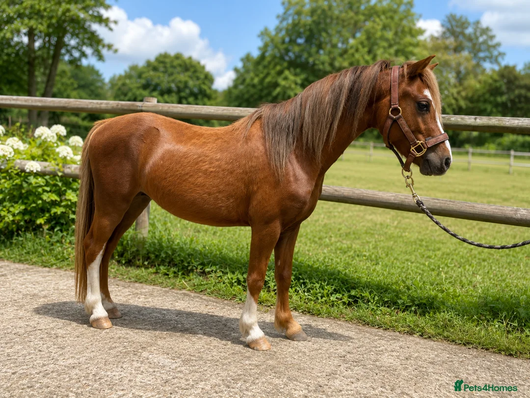 Welsh Section A horses for sale: Beautiful Registered Section A For Sale - Advert 1