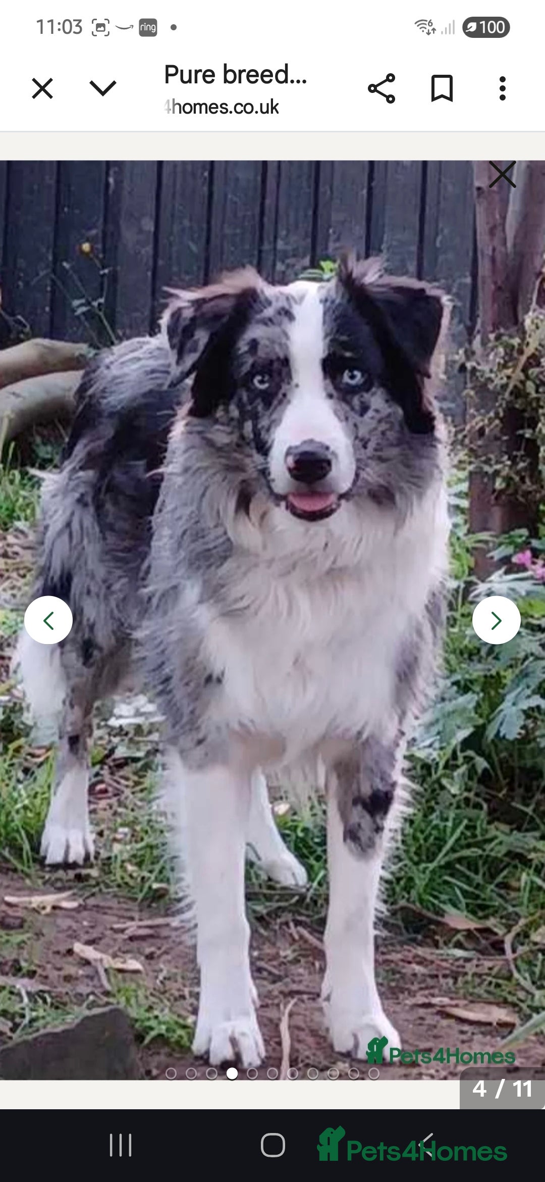 Border Collie dogs for sale: Border collie blue merle puppies  - Advert 13