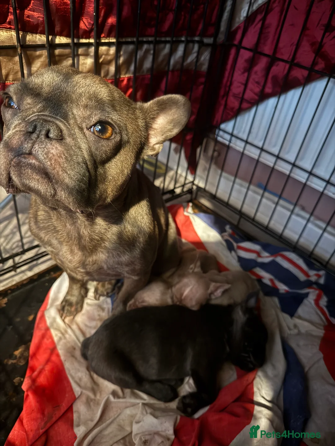 French Bulldog dogs for sale: French bulldog puppies - Advert 9