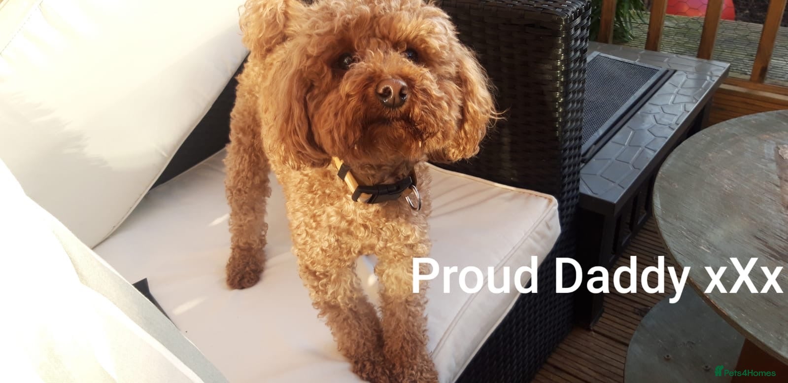 Shihpoo dogs Cute Toy poodle x Shihpoo puppies  - Advert 2