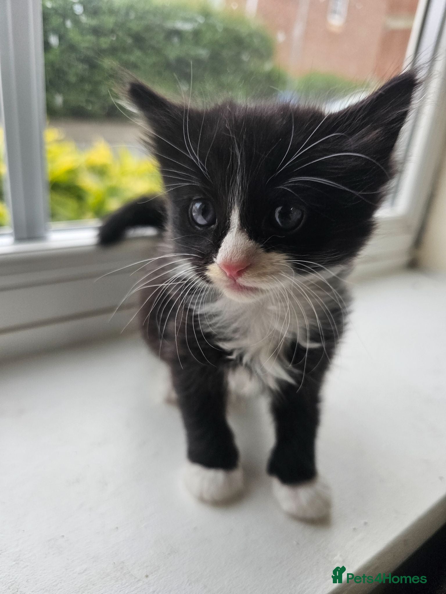 British Longhair cats 2 Longhaired Kittens White/Black/Tuxedo Mixed etc. - Advert 4