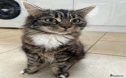 Mixed Breed cats for sale: 1 boy and 1 girl  - Image 4