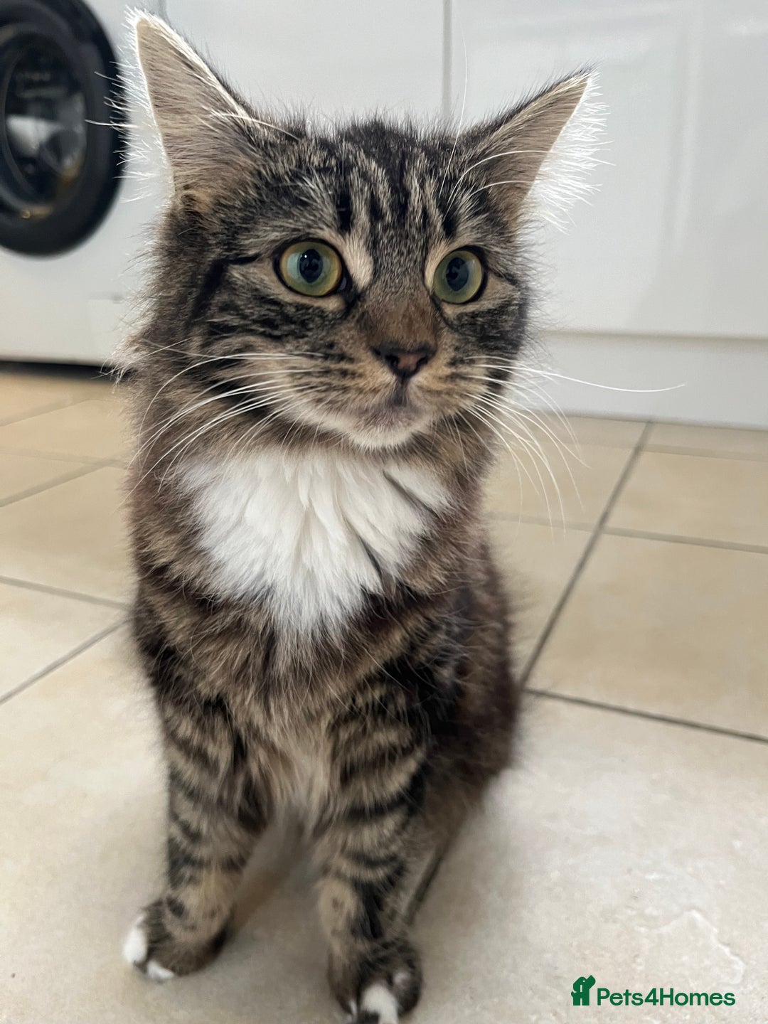 Mixed Breed cats for sale: 1 boy and 1 girl  - Image 4