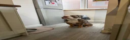 Olde English Bulldogge dogs for stud: Odin  in Huddersfield - Advert 6