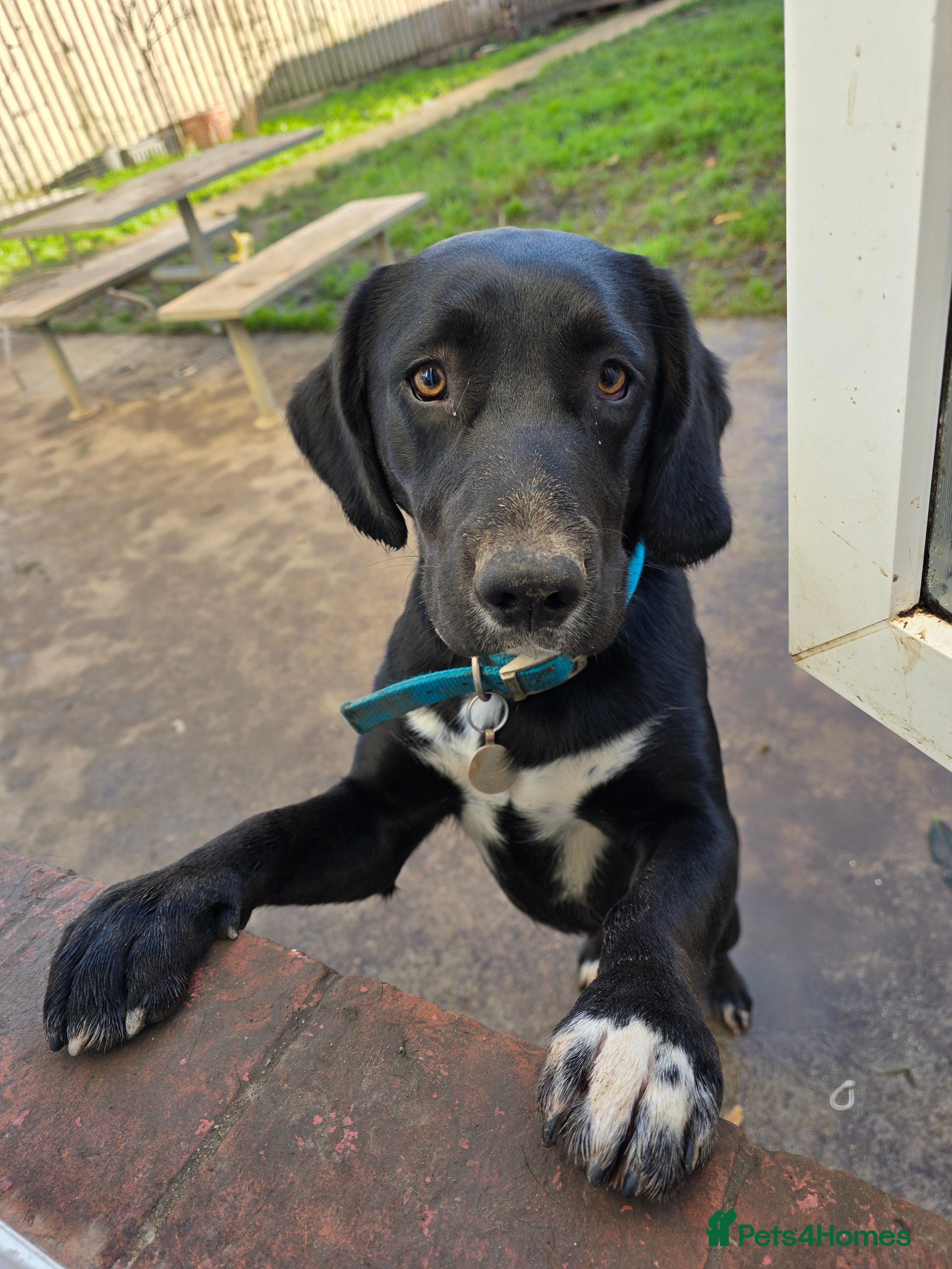Springador dogs Springer Spaniel cross labrador  - Advert 1