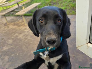 Springador dogs Springer Spaniel cross labrador - Advert 4