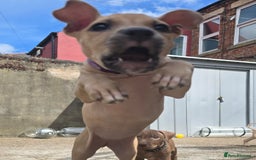 Mixed Breed dogs for sale: Staff cross pups - Image 17