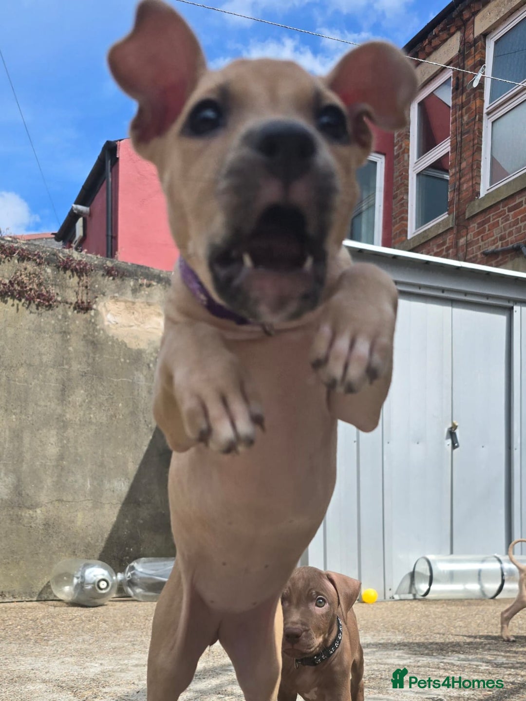 Mixed Breed dogs for sale: Staff cross pups - Image 17