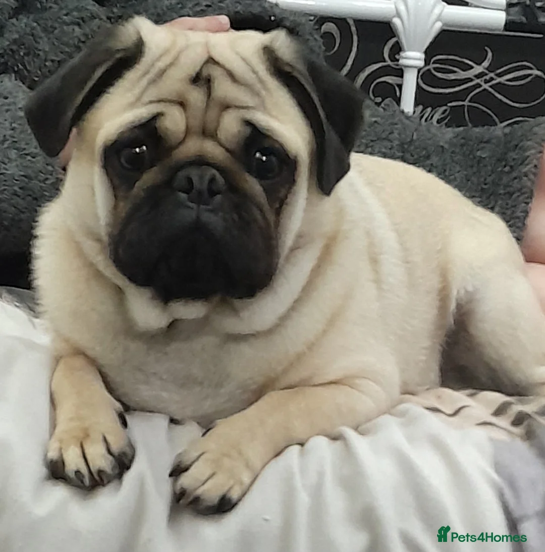 Pug dogs for stud:  Kc reg Stud dog in Waltham Cross - Advert 5