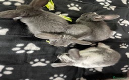 French Lop rabbits for sale: Blue French lopXDutch baby rabbits ready to go now - Image 15