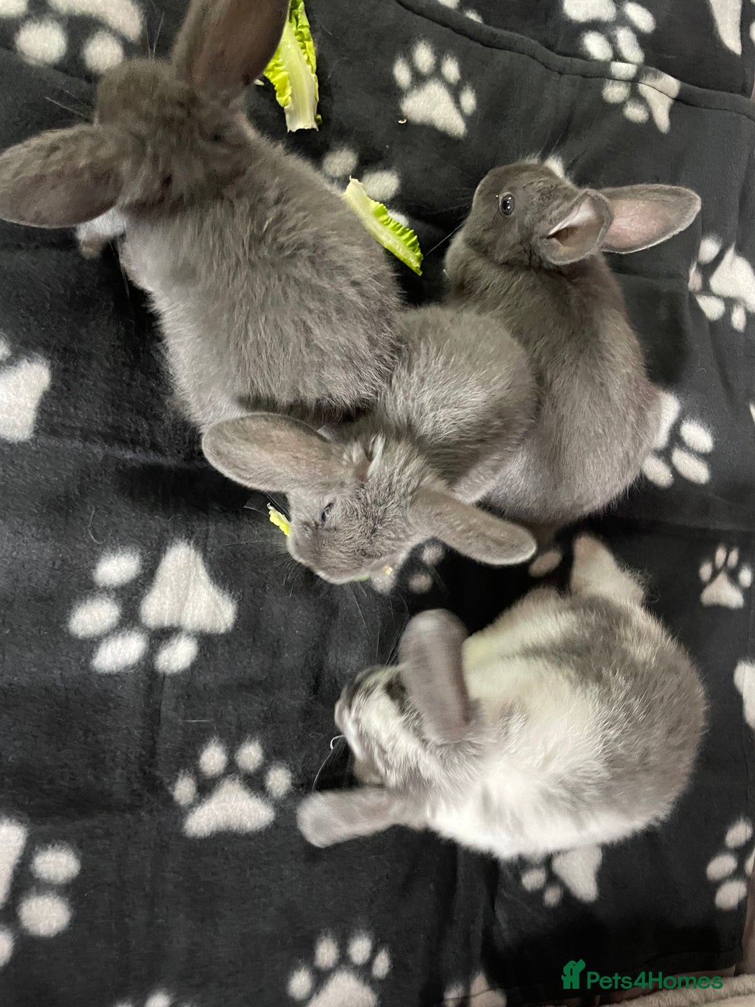 French Lop rabbits for sale: Blue French lopXDutch baby rabbits ready to go now - Image 15