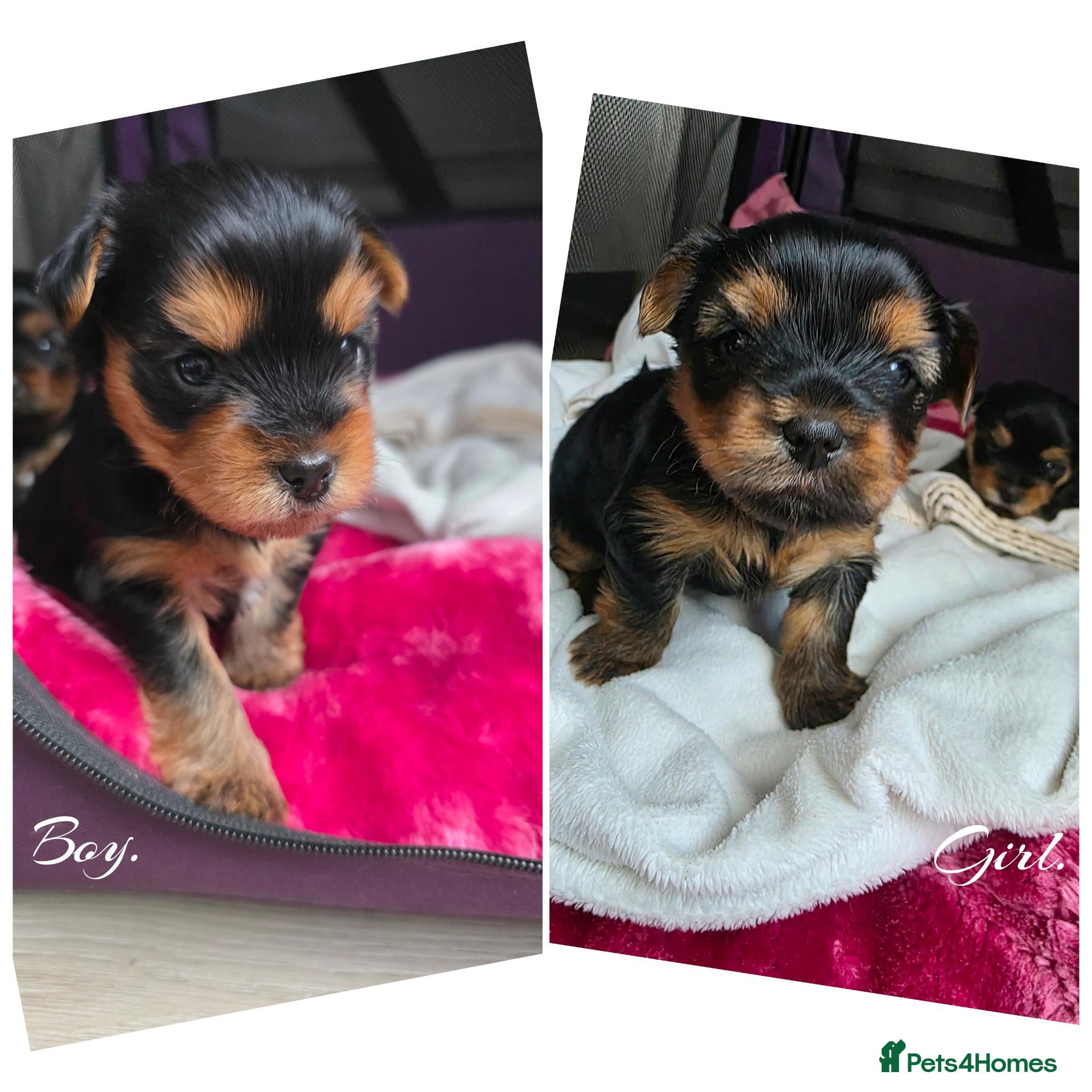Yorkshire Terrier dogs 💕Yorkshire Terrier puppies.💕 - Advert 9