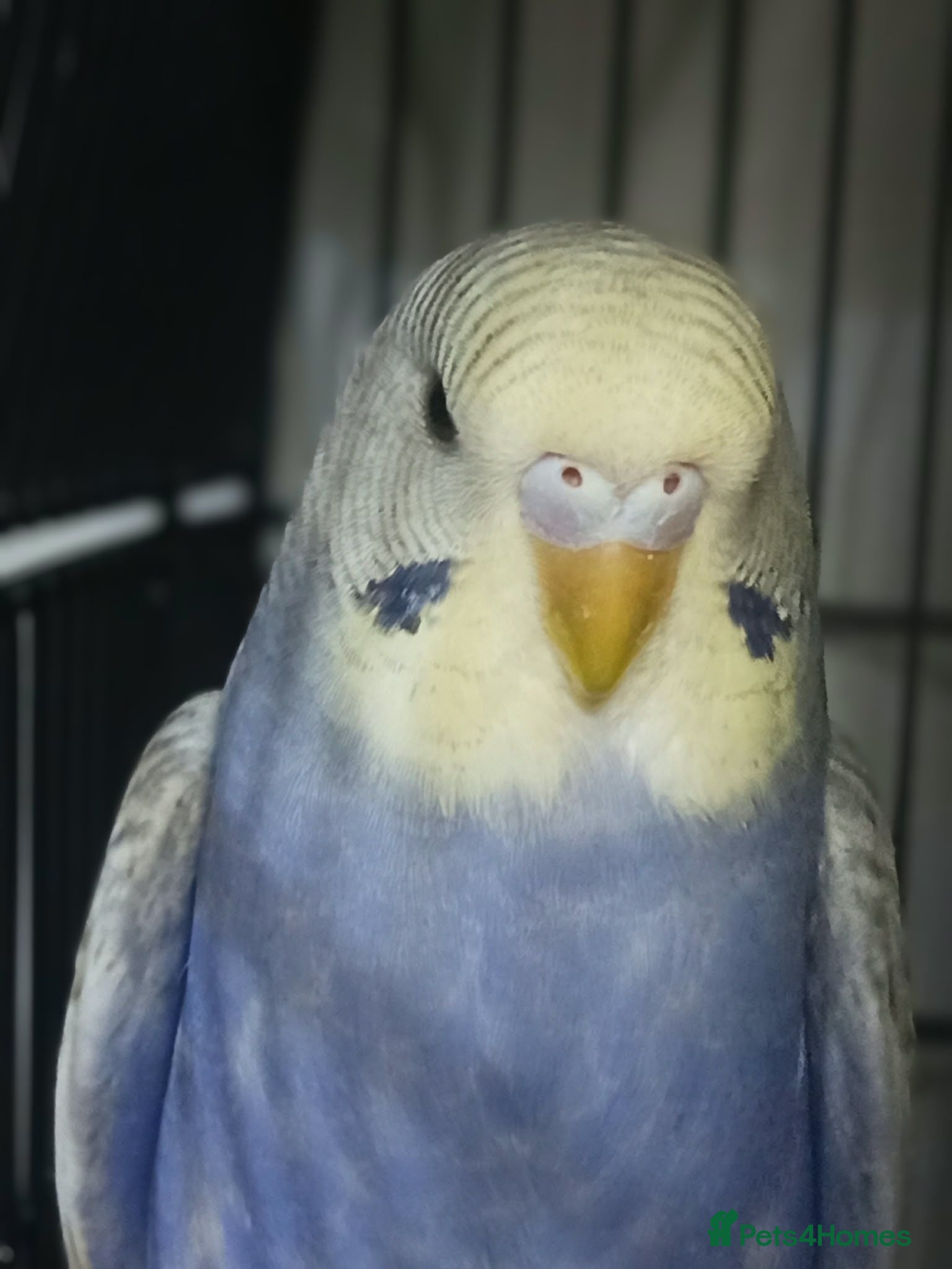 Budgerigars birds Outstanding pet baby budgies priced from £40 - Advert 2