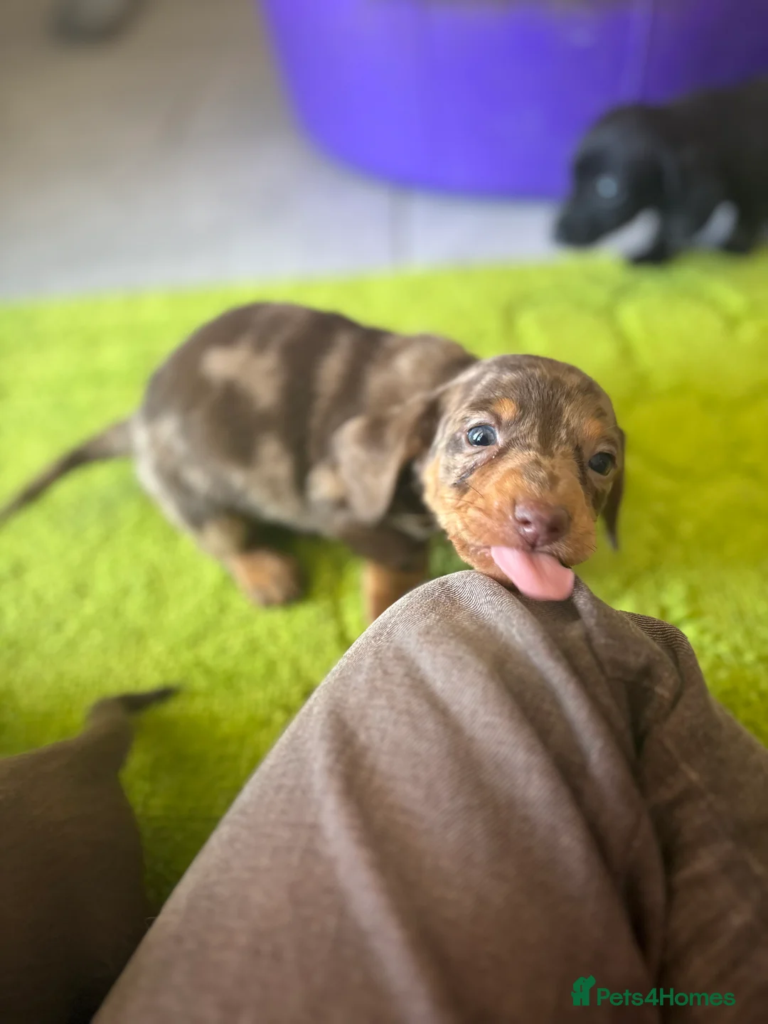 Miniature Dachshund dogs for sale: true tiny dachshunds! - Advert 1
