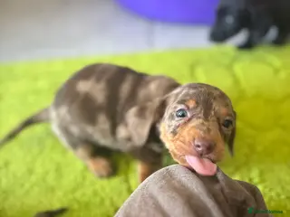 Miniature Dachshund dogs true tiny dachshunds! - Advert 3
