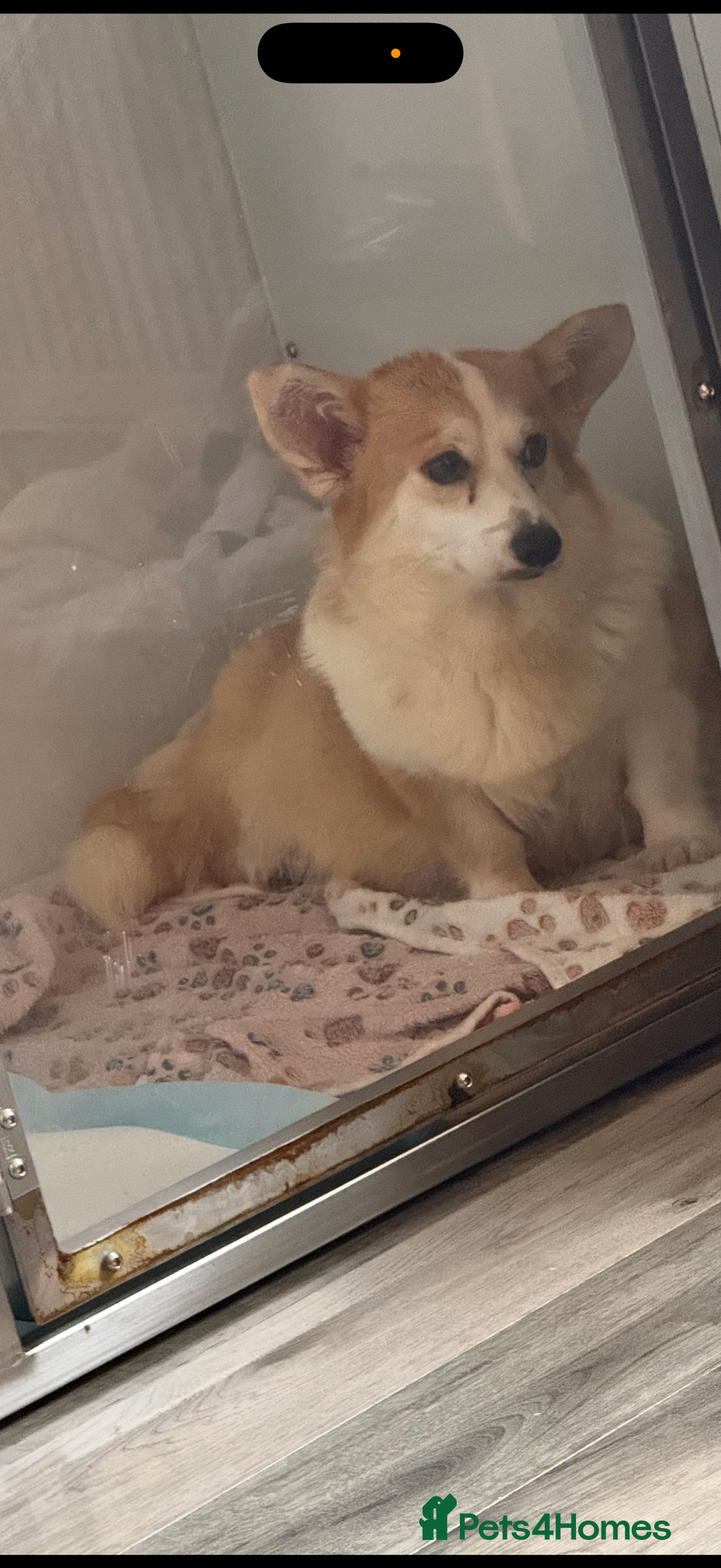 Welsh Corgi Pembroke dogs for sale: Kc adult girl for sale she is 2yrs old in February - Advert 3