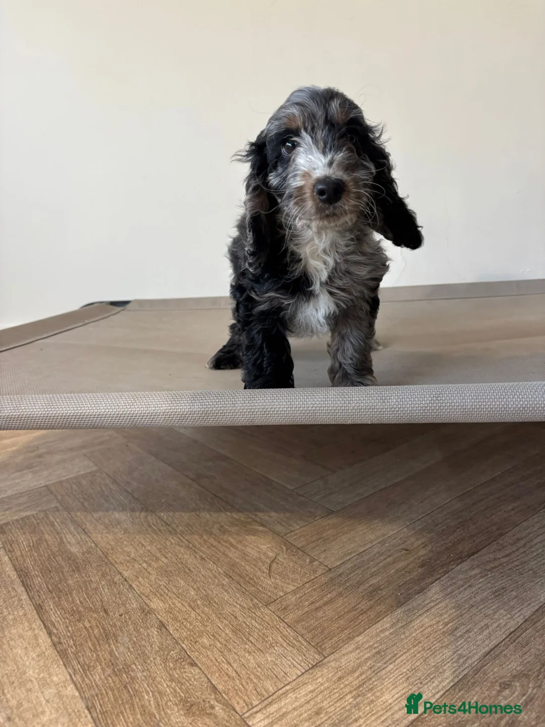 Cockapoo dogs for sale: Fully trained cockerpoo  - Advert 2