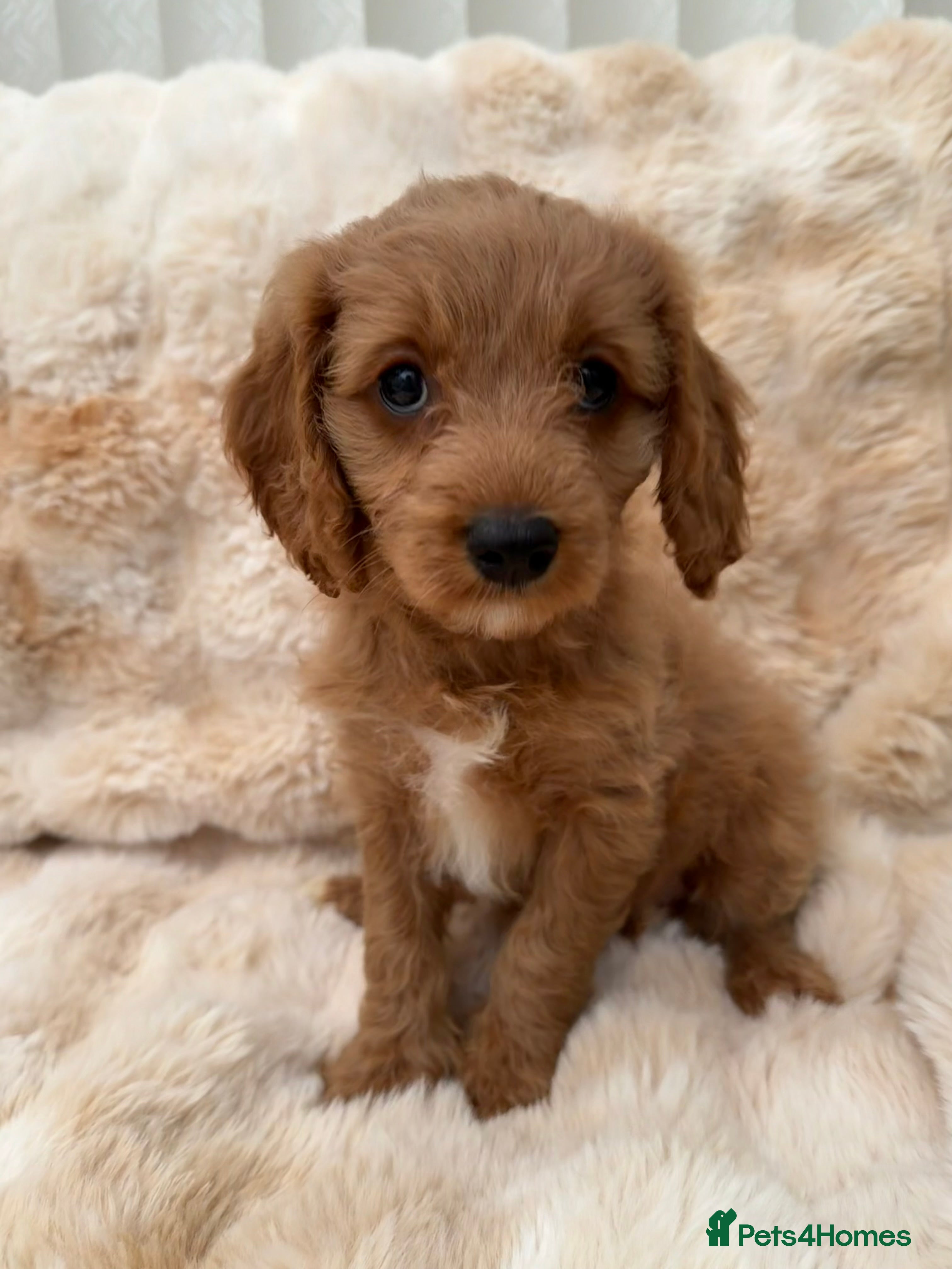 Cavapoo dogs 🐶 READY TO GO Beautiful Cavapoo Puppies  - Advert 14