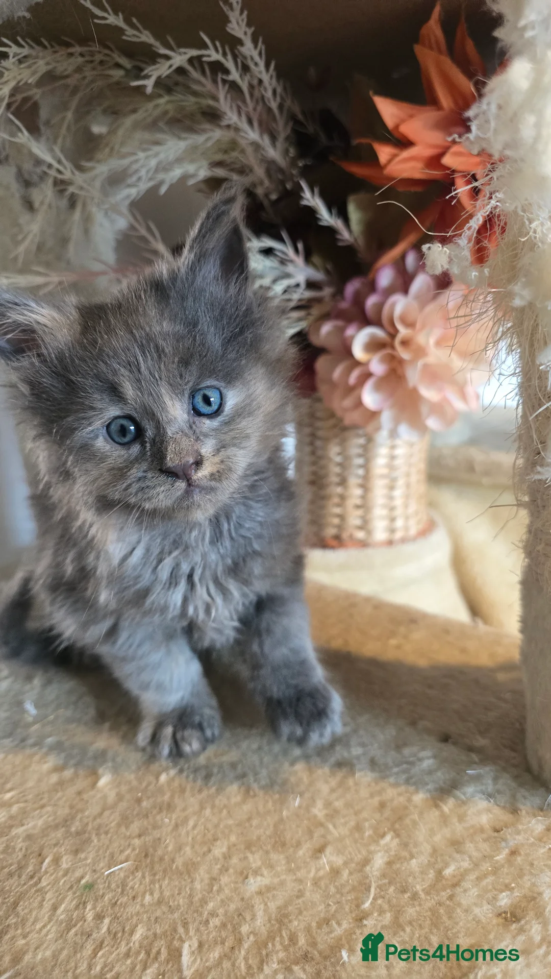 Maine Coon cats for sale: TICA REG MAINECOONS  - Advert 8