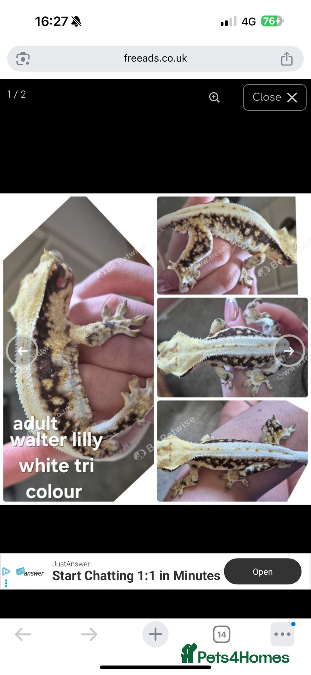 Gecko reptiles for sale: Beautiful Unsexed Crested Geckos ⬇️  - Image 1