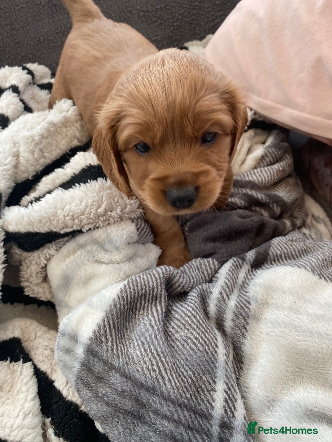 Cavapoo dogs for sale: Stunning cavapoo pups  - Advert 5