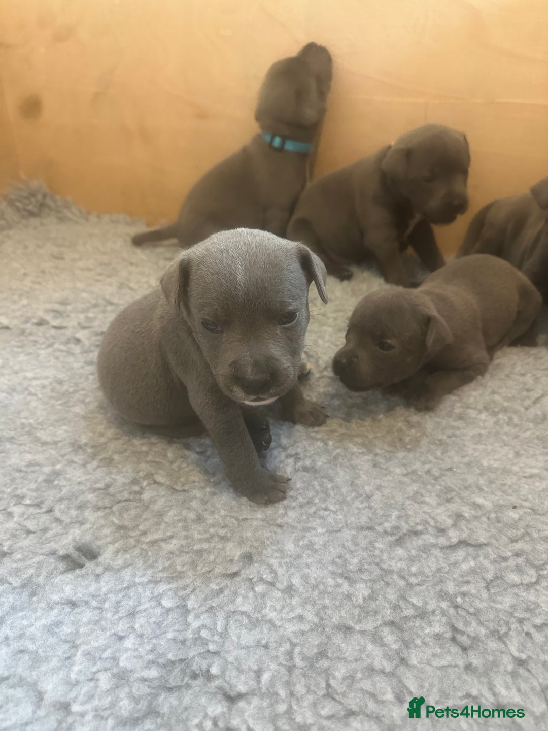 Staffordshire Bull Terrier dogs for sale: Blue Staffordshire Bull Terrier Puppies KC reg - Image 3