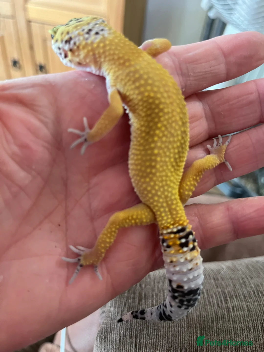Leopard Gecko reptiles for sale: Leopard Gecko for Rehoming in Peterborough - Advert 1
