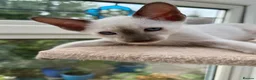 Siamese cats for sale: Georgeous Siamese kittens in Southampton - Advert 6