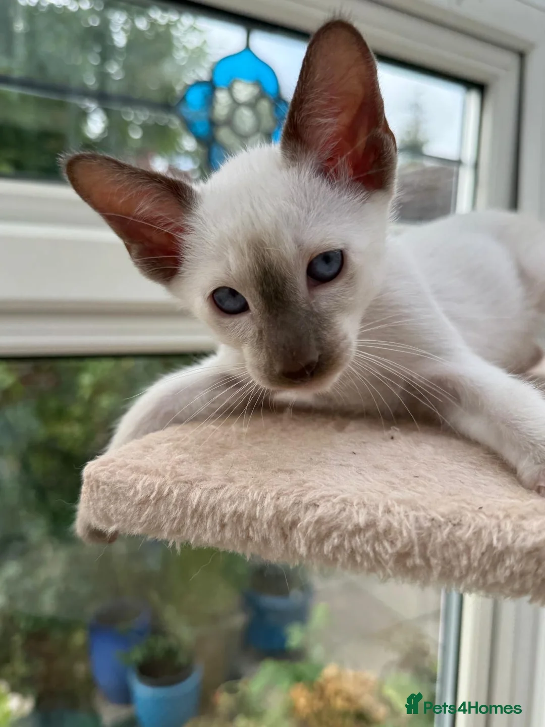 Siamese cats for sale: Georgeous Siamese kittens in Southampton - Advert 6