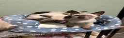 Siamese cats for sale: The Traditional Siamese Team🥰😻 - Advert 9