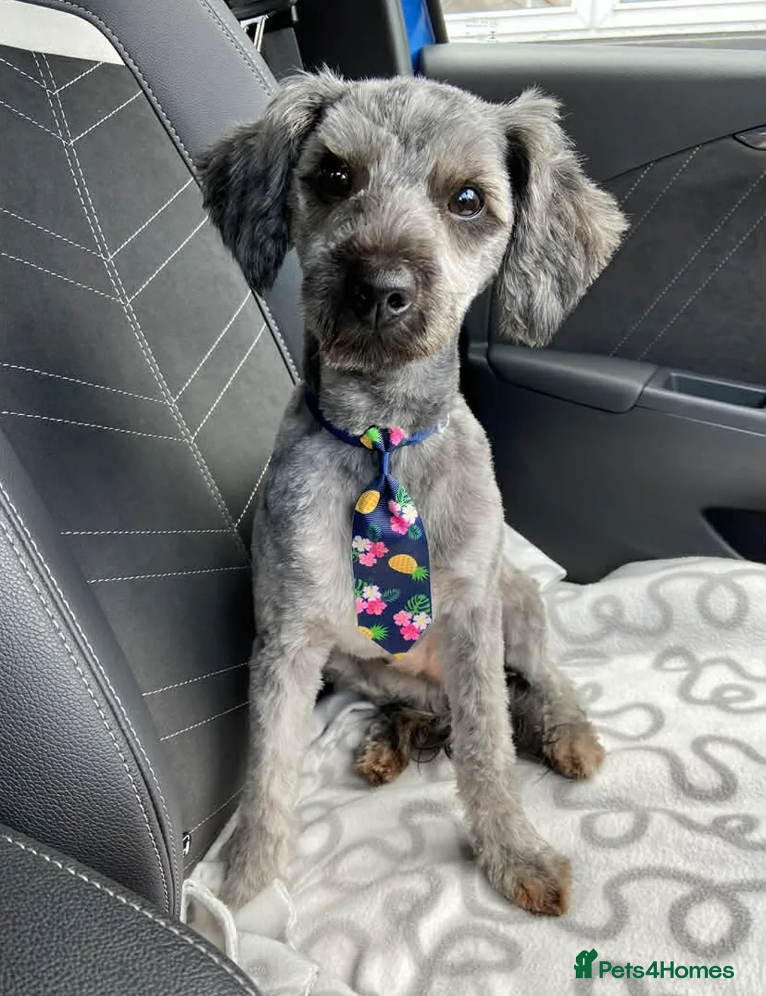 Yorkiepoo dogs for sale: 5 Yr Old Male Yorkiepoo Seeking Forever Home  - Advert 1