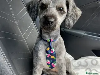 Yorkiepoo dogs 5 Yr Old Male Yorkiepoo Seeking Forever Home - Advert 3