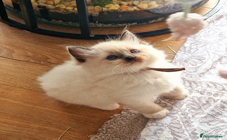 Ragdoll cats Beautiful Ragdoll Kittens, GCCF & Tica Registered - Advert 6