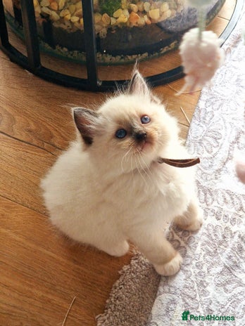 Ragdoll cats Beautiful Ragdoll Kittens, GCCF & Tica Registered - Advert 6