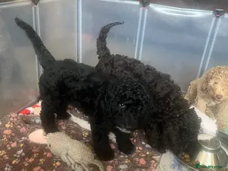 Cockapoo dogs 1 curly fluffy cockapoo boy left - Advert 3