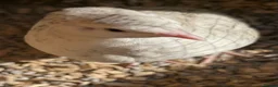 Quail poultry for sale: Baby quail  in Tunbridge Wells - Advert 4