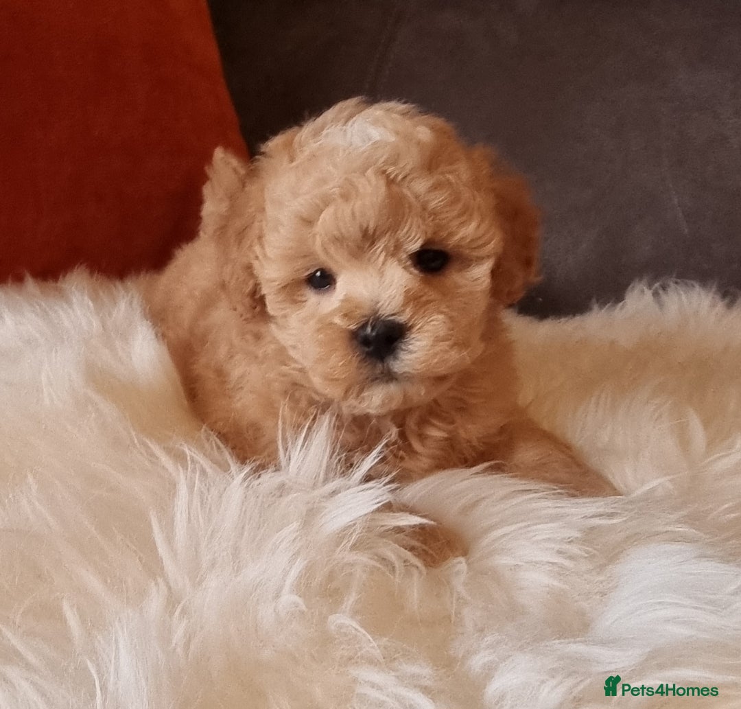 Shihpoo dogs for sale: Adorable best friend Shihpoo pups Fully Vaccinated - Advert 34