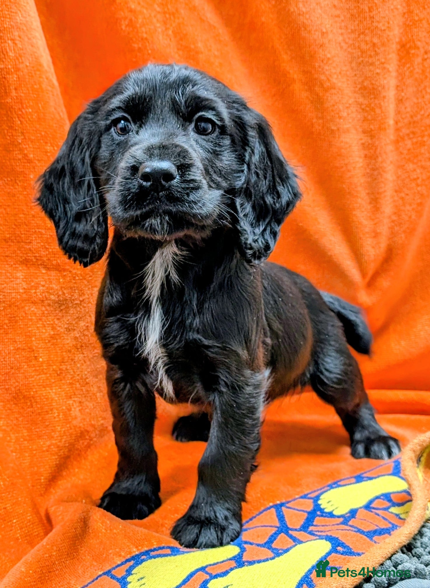 Cocker Spaniel dogs Ready now! KC registered, health tested cocker  - Advert 4