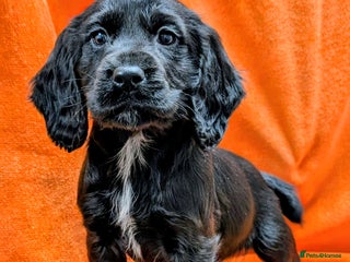 Cocker Spaniel dogs KC registered, health tested cocker spaniel pups - Advert 5