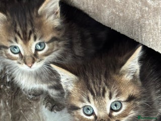 Munchkin cats - Advert 34