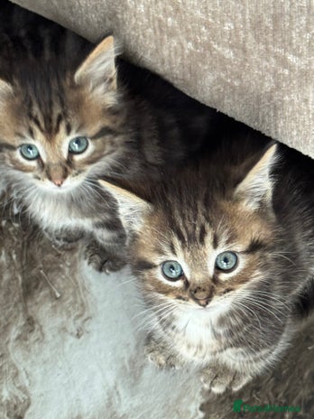 Munchkin cats - Advert 1