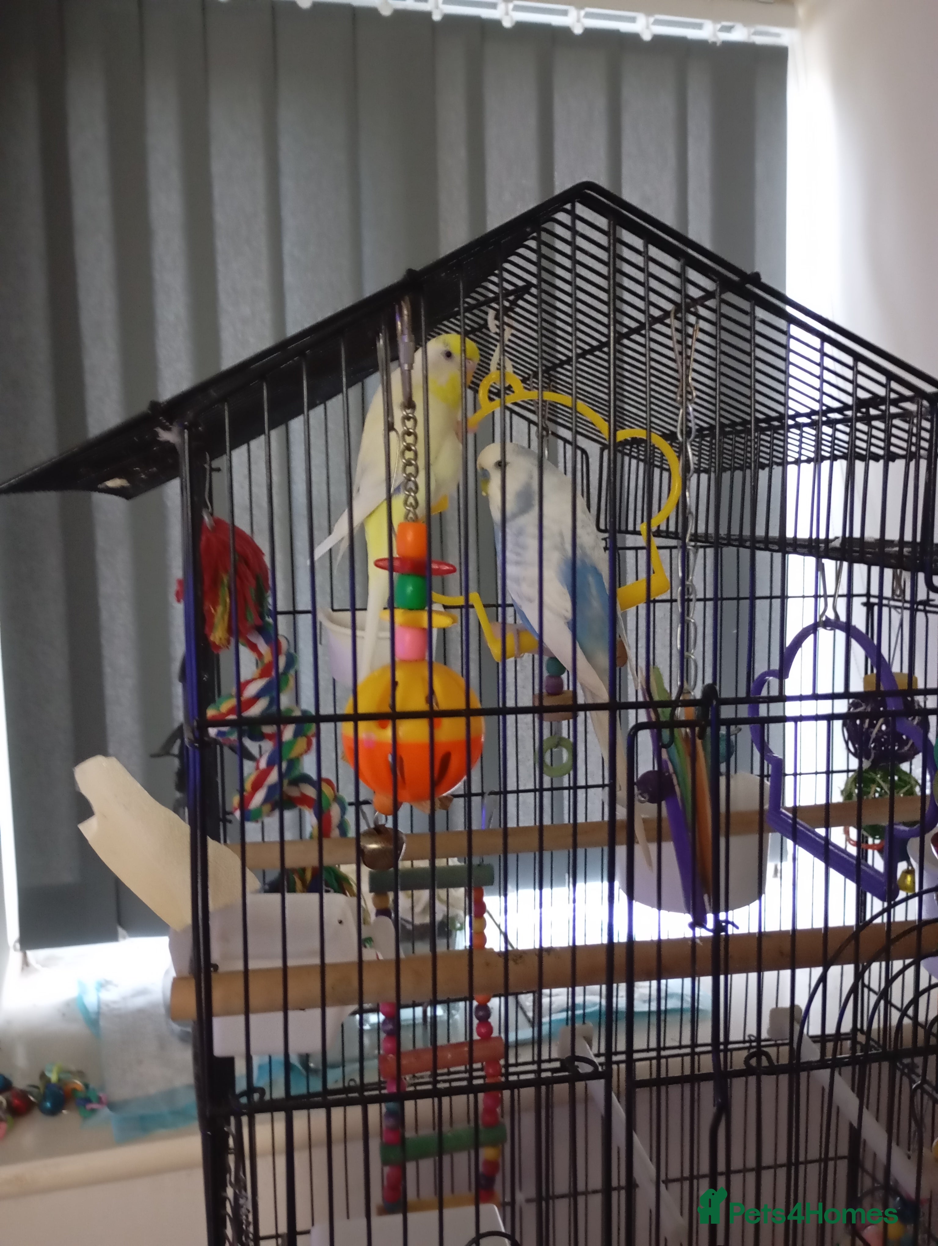 Budgerigars birds Male & Female Budgies - Advert 2