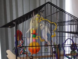 Budgerigars birds Male & Female Budgies - Advert 14