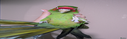 Conures birds for sale: Mitred conure mitred parakeet silly tamed  - Advert 2