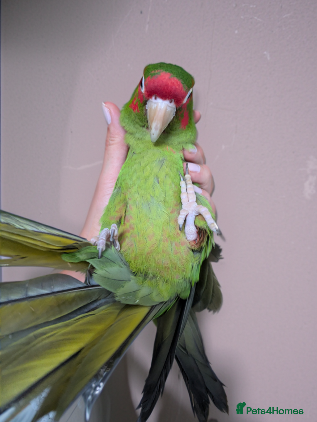 Conures birds for sale: Mitred conure mitred parakeet silly tamed  - Advert 2