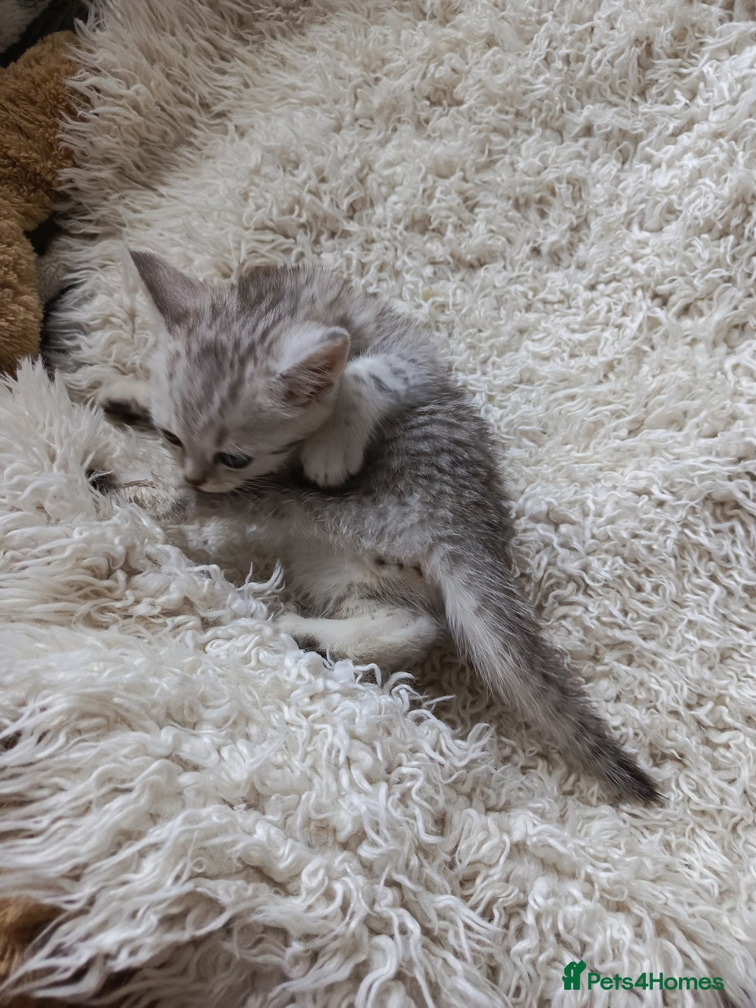 British Shorthair cats for sale: PUre tabby British short hair kittens - Image 3
