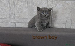 British Shorthair cats for sale: British Shorthair (last girl left) - Image 10