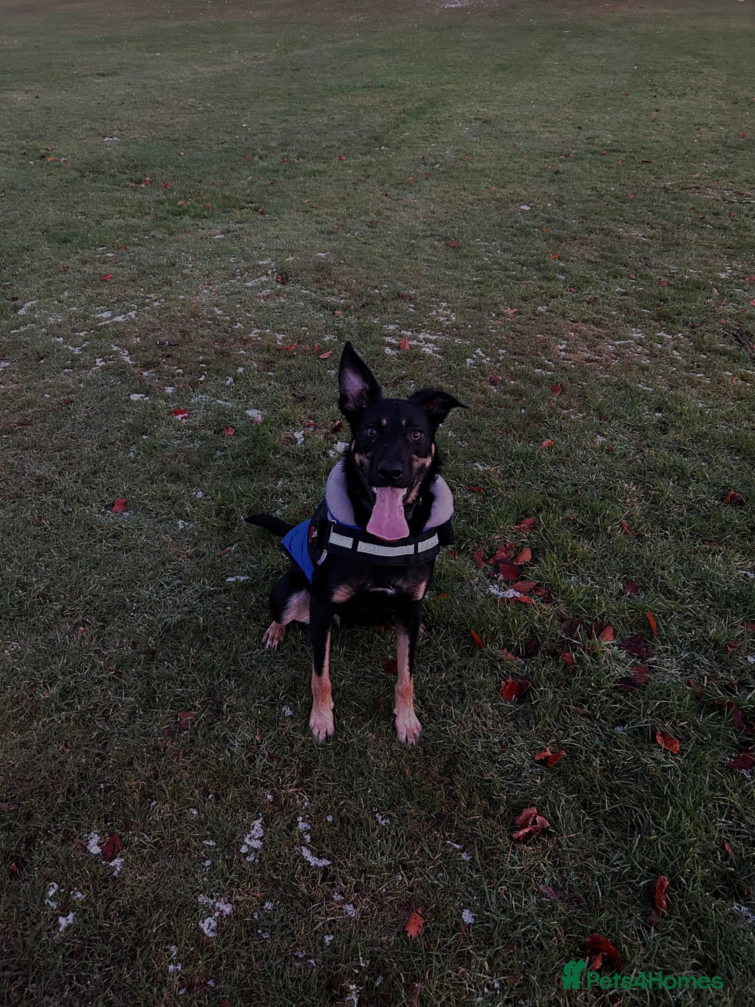 Australian Kelpie dogs for sale: Kal, Australian Kelpie  - Advert 4